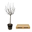 Ficus Carica op stam - 250 cm - ø45