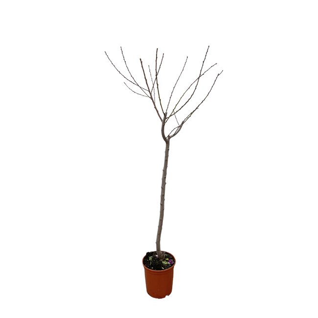 Juglans walnoot - 170 cm - ø27