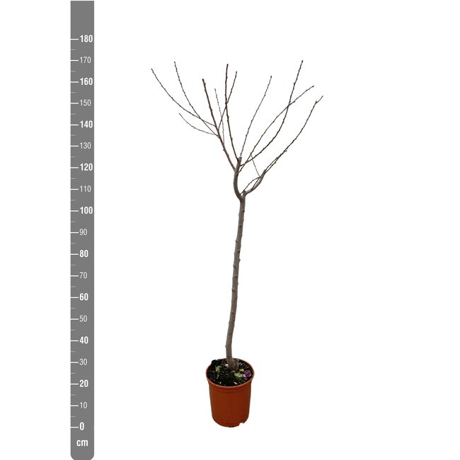Juglans walnoot - 170 cm - ø27