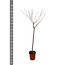 Juglans walnoot - 170 cm - ø27