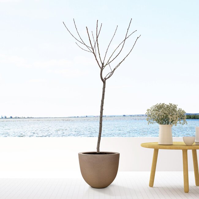 Juglans walnoot - 170 cm - ø27