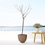 Juglans walnoot - 170 cm - ø27
