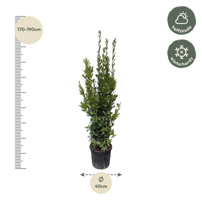 Laurus Nobilis struik - 180 cm - ø40