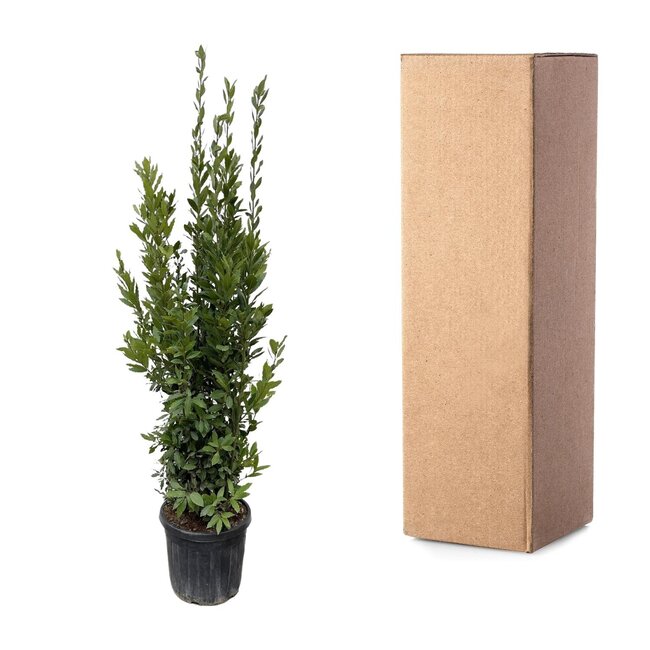 Laurus Nobilis struik - 180 cm - ø40