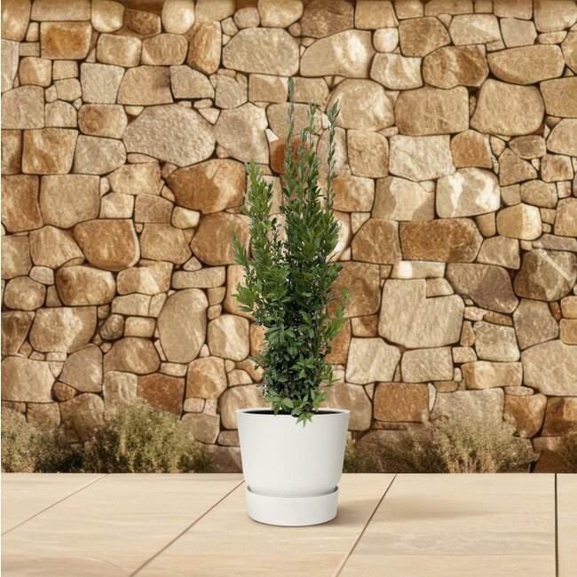 Laurus Nobilis struik - 180 cm - ø40