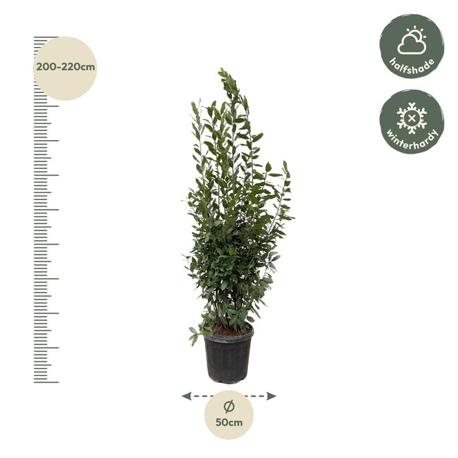 Laurus Nobilis struik - 210 cm - ø50