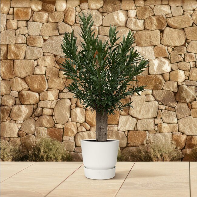 Nerium Oleander Bonsai - 190cm - ø45