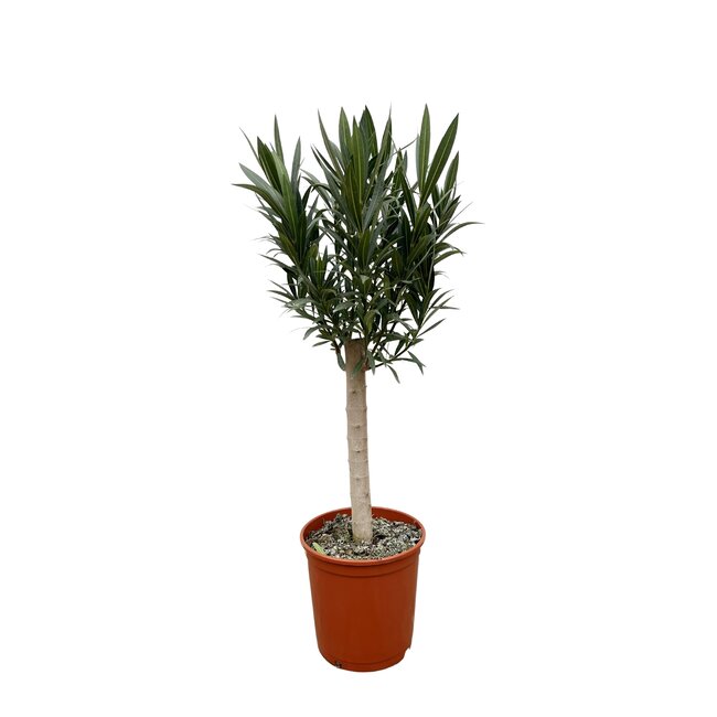 Nerium Oleander op stam met roze bloem - 110cm - Ø22