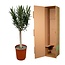 Nerium Oleander op stam met roze bloem - 110cm - Ø22