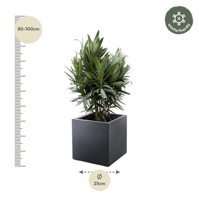 Nerium Oleander struik met rode bloem - 90cm- Ø22