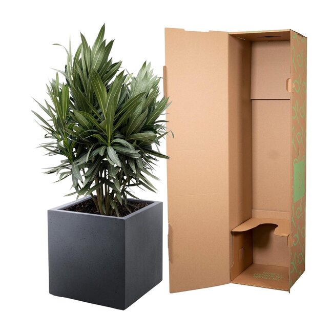 Nerium Oleander struik met rode bloem - 90cm- Ø22