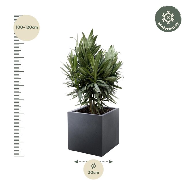 Nerium Oleander struik met rode bloem - 110cm- Ø22