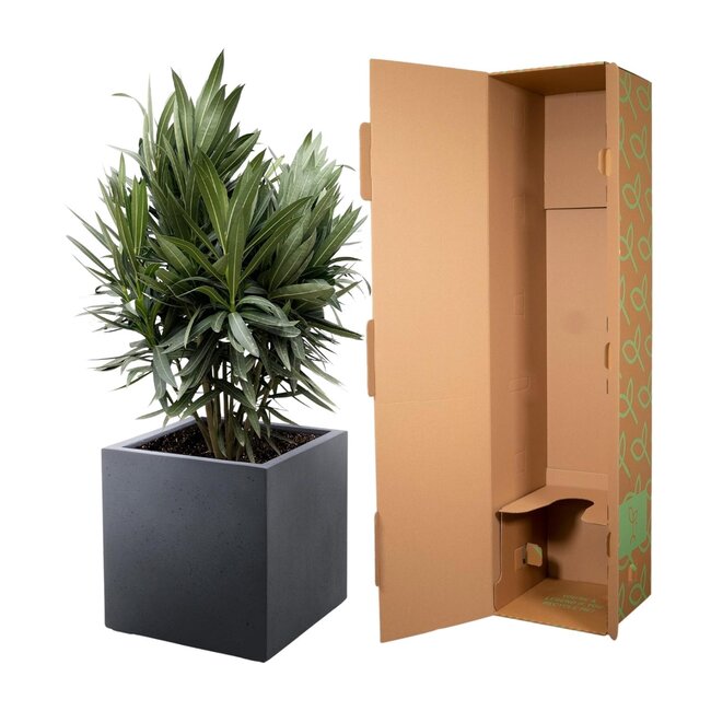 Nerium Oleander struik met rode bloem - 110cm- Ø22