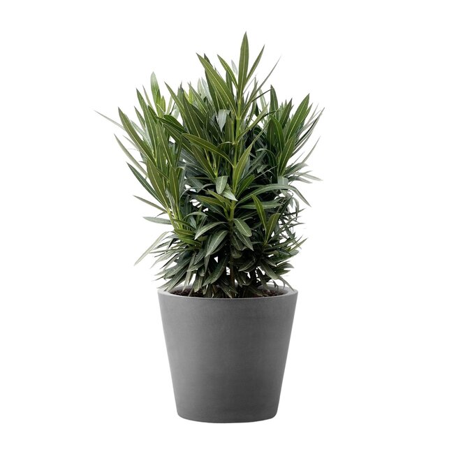 Nerium Oleander struik met witte bloem - 90cm- Ø22