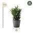 Nerium Oleander struik met witte bloem - 90cm- Ø22