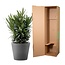 Nerium Oleander struik met witte bloem - 90cm- Ø22