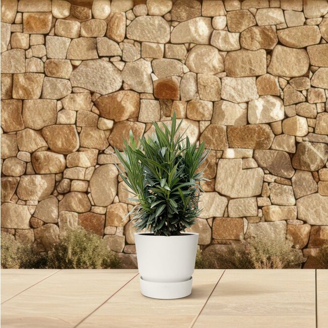Nerium Oleander struik met witte bloem - 90cm- Ø22