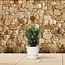 Nerium Oleander struik met witte bloem - 90cm- Ø22