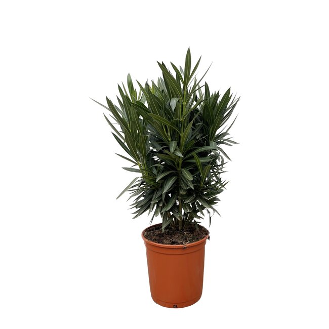 Nerium Oleander struik met roze bloem - 90cm- Ø22
