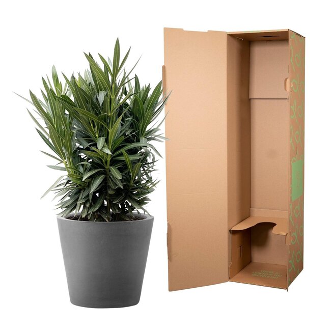 Nerium Oleander struik met roze bloem - 90cm- Ø22