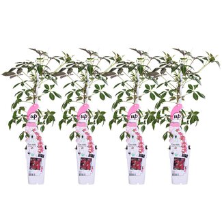 4x - Passiflora caerulea 'Constance Elliot' - ↨65cm - Ø1