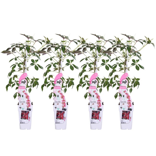 4x - Passiflora caerulea 'Constance Elliot' - ↨65cm - Ø1