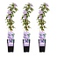 3x - Clematis Justa - ↨65cm - Ø15