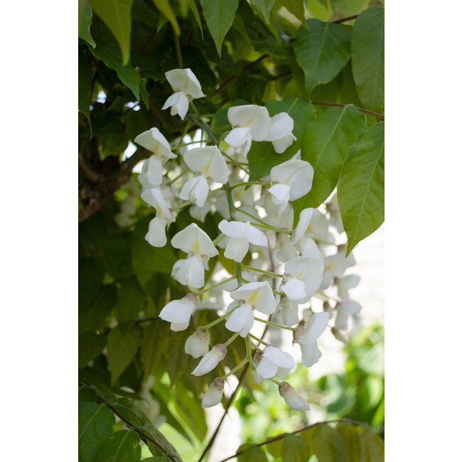 2x Wisteria floribunda 'Longissima Alba' - ↨65cm - Ø15