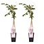 2x Wisteria floribunda 'Rosea' - ↨65cm - Ø15