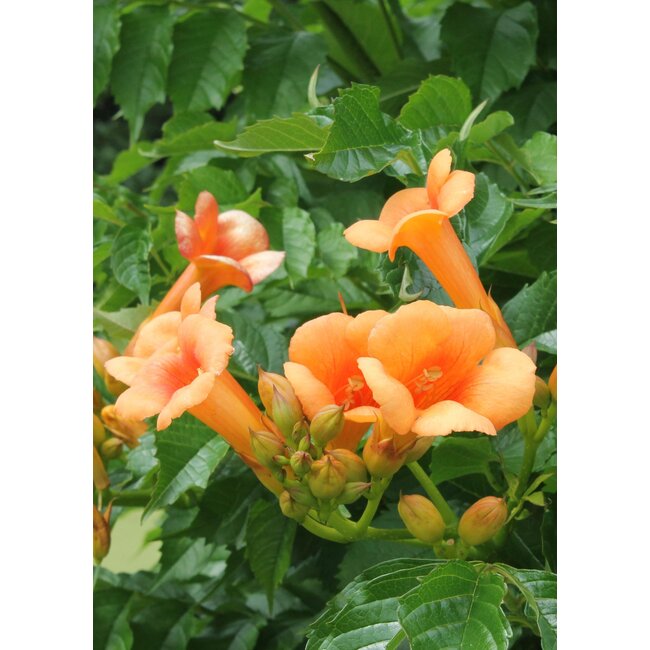 2x - Campsis 'Indian Summer' - ↨65cm - Ø15