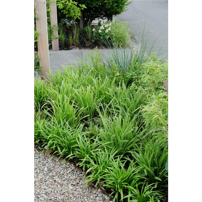 3x - Carex morrowii 'Ice Dance' - ↨30cm - Ø14