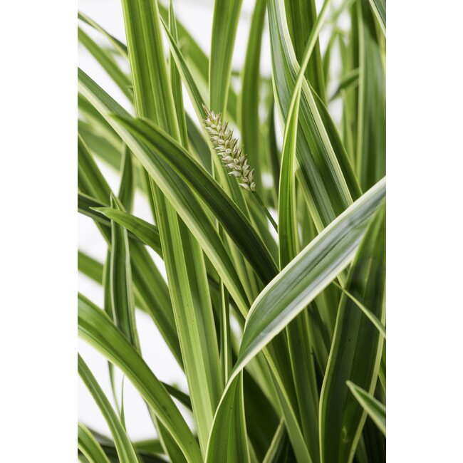 3x - Carex morrowii 'Ice Dance' - ↨30cm - Ø14