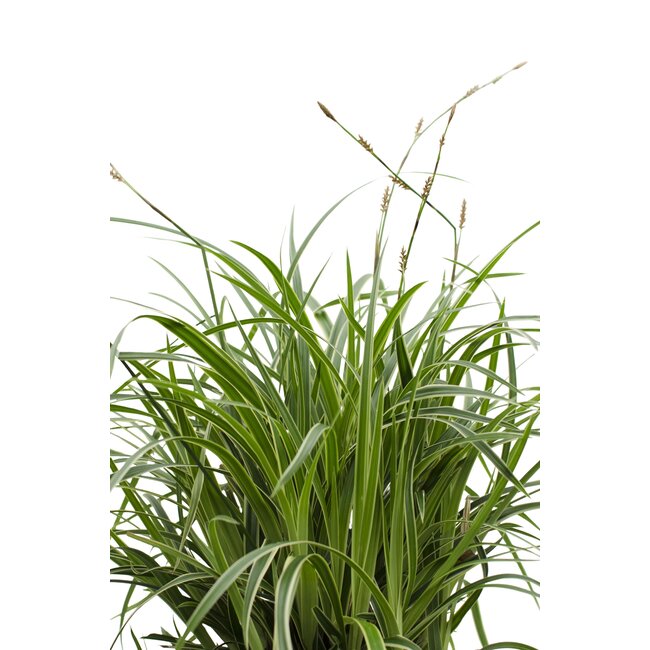 3x - Carex morrowii 'Ice Dance' - ↨30cm - Ø14