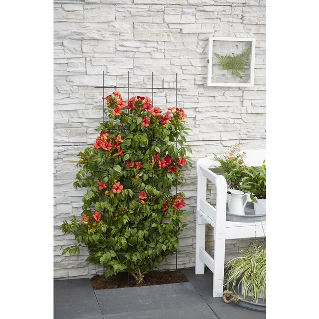 2x - Campsis Summer Jazz 'Fire Trumpet' - ↨65cm - Ø15