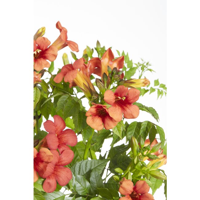 2x - Campsis Summer Jazz 'Fire Trumpet' - ↨65cm - Ø15
