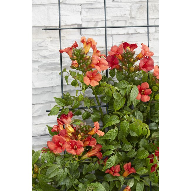 2x - Campsis Summer Jazz 'Fire Trumpet' - ↨65cm - Ø15
