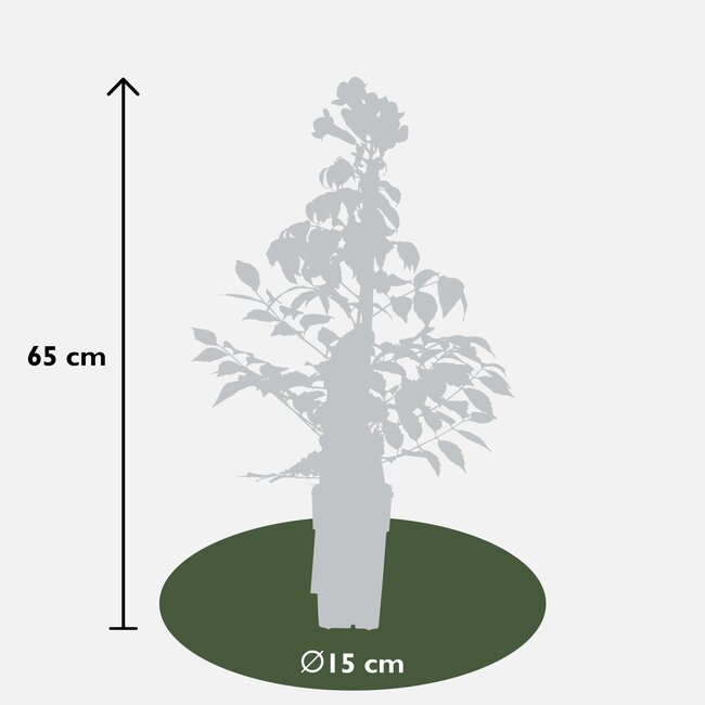 2x - Campsis Summer Jazz 'Fire Trumpet' - ↨65cm - Ø15