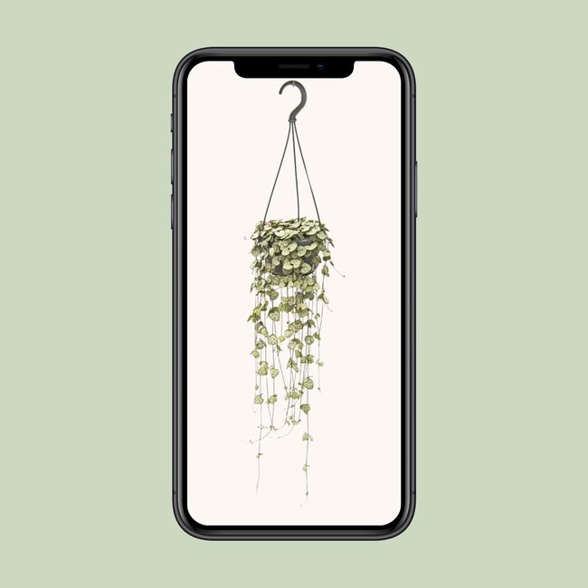 Ceropegia Woodii Hang - Ø14cm - ↕50cm