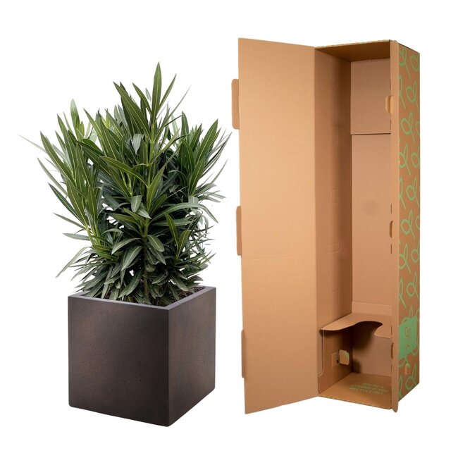 Nerium Oleander struik met roze bloem - 110cm- Ø22