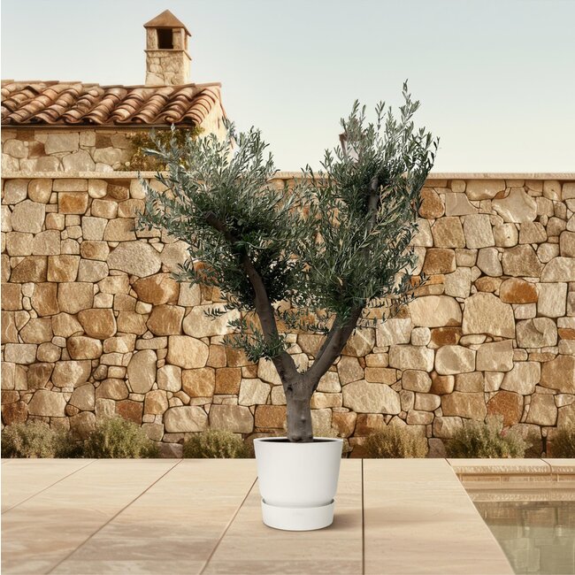 Olea Europaea Cultivo - 225cm- Ø60