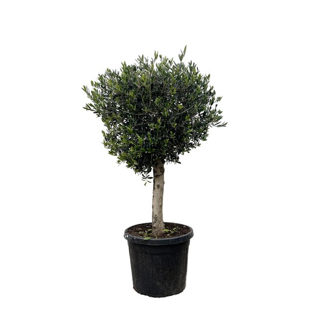 Olea Europaea Lorc - 180cm- Ø50