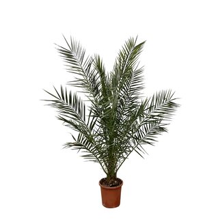 Phoenix Canariensis - 180cm- Ø25