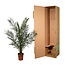 Phoenix Canariensis - 180cm- Ø25