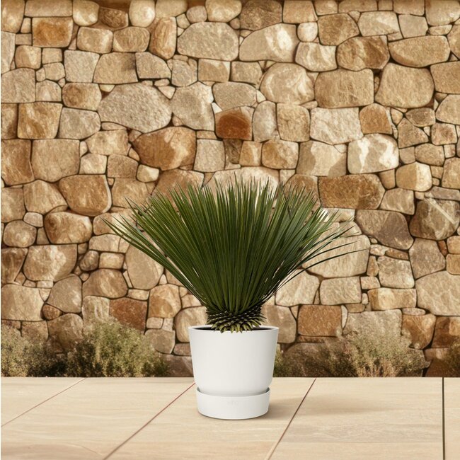 Yucca Rostrata - 80cm- Ø27