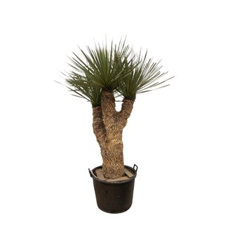 Yucca Rostrata Hidra - 200 cm - ø60