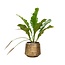 Anthurium Botanical King - 100 cm - ø35