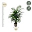 Dypsis Lutescens (Areca palm) 160 cm - ø24