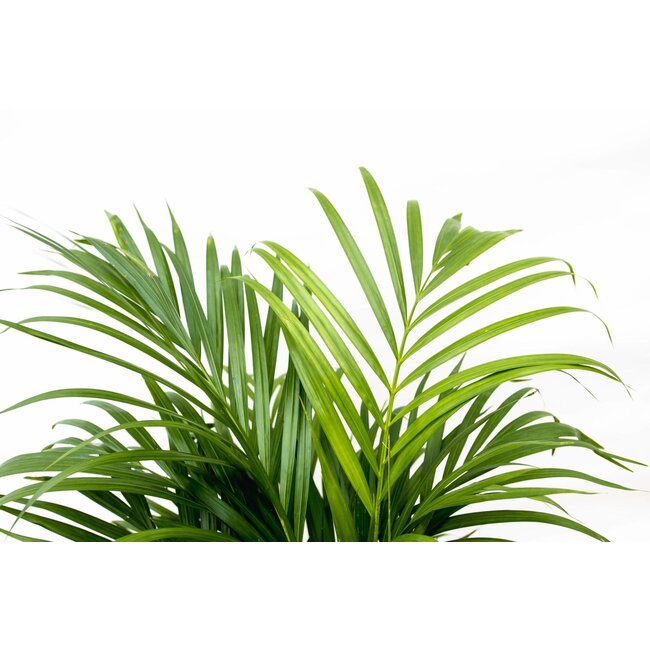 Dypsis Lutescens (Areca palm) 160 cm - ø24