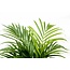 Dypsis Lutescens (Areca palm) 160 cm - ø24