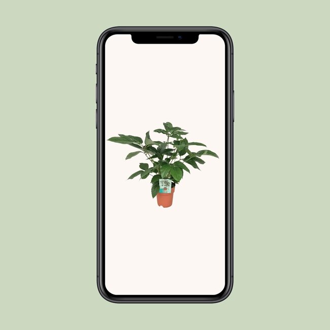 Schefflera Actinophylla Emerald Green - Ø19cm - ↕75cm